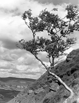 Glamorganshire: MOUNTAINSIDE BIRCH