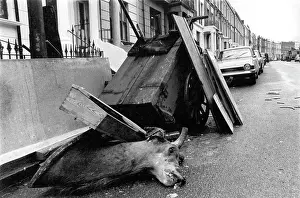 Surrounds: Mounted deer's head trophy abandoned in the street