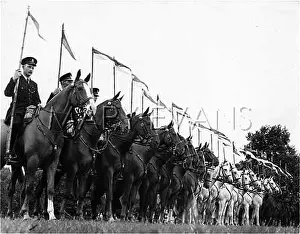 Bridles: MOUNTED POLICE PARADE