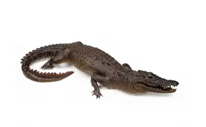 Crocodylid: Mounted specimen of Crocodylus sp. crocodile