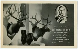 Adventurers: Two Mounted Stag heads and Beaver pelts given to King George