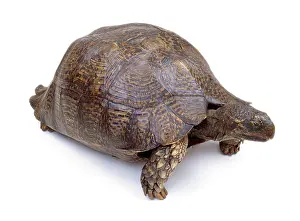 Testudines: Mounted tortoise specimen