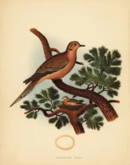 Macroura: Mourning dove, Zenaida macroura