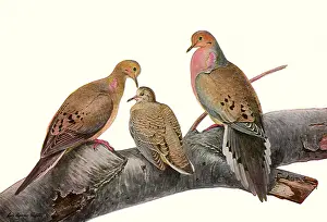 Limb: Mourning Doves