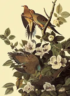 Doves: Mourning Doves