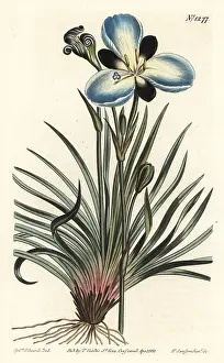 Melaleuca: Mourning-flowered aristea, Aristea lugens