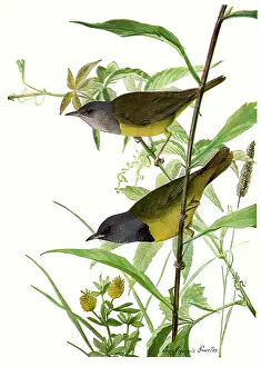 Parallel: Mourning Warblers
