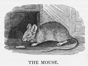 Fond: MOUSE (BEWICK)