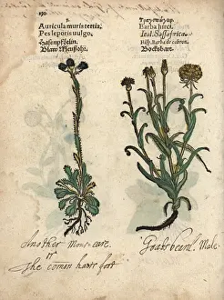 Barba: Mouse-ear hawkweed and meadow salsify