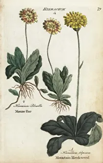 Principally: Mouse ear hawkweed and mountain hawkweed