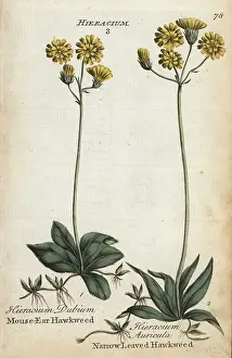 Principally: Mouse ear hawkweed and narrow-leaved hawkweed