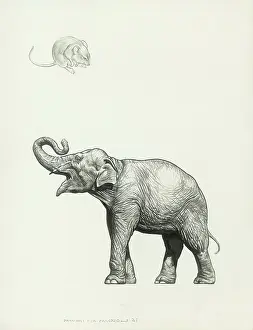 Mice: Mouse & Elephant
