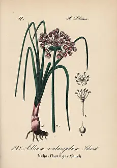 Garlic: Mouse garlic, Allium angulosum