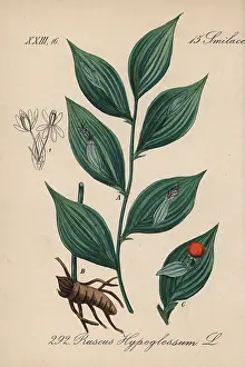 Ruscus: Mouse thorn, Ruscus hypoglossum