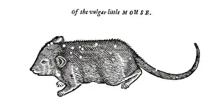 Entymology: Mouse