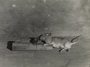 Mousetrap: MOUSE IN A TRAP
