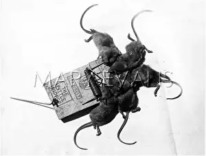 Mousetrap: MOUSE TRAP