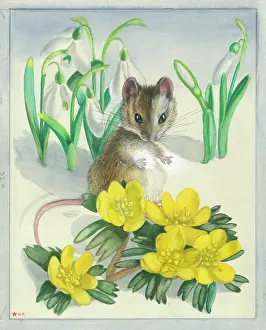 Aconites: Mouse with winter flowers in snow