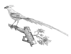 Lithographed: Mousebird