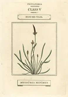 Minimus: Mousetail, Myosurus minimus