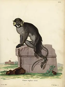 Cercopithecus: Moustached guenon or moustached monkey, Cercopithecus cephus