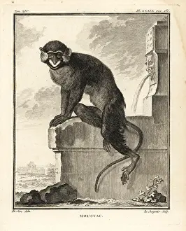 Cercopithecus: Moustached guenon or moustached monkey, Cercopithecus cephus