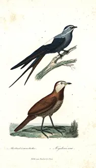 Martinet: Moustached treeswift and moustached turca