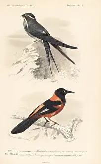 Moustached: Moustached treeswift and oriole