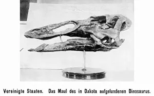 Dino: Mouth of a duck-billed dinosaur, 1903