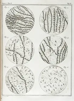 Avec: Movement of sperm and seminal fluid