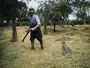 Scything: MOWING THE COCK'S HEAD