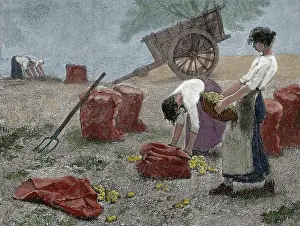 Potato: Mowing. Engraving, 19th century. Colored