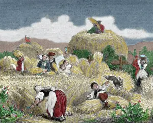 Grain: Mowing. Engraving, 19th century. Colored