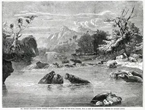 Hippos: MOZAMBIQUE/LIMPOPO RIVER