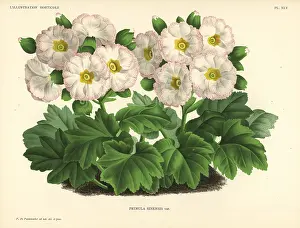 Swanley: Mr. Cannell's Chinese primrose variety, Primula sinensis var