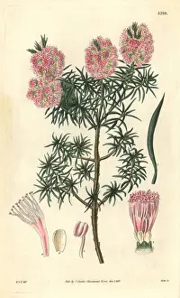 Frasers: Mr Fraser's melaleuca, Melaleuca fraseri