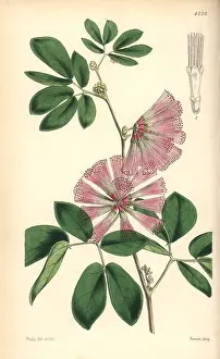 Harrisii: Mr Harris calliandra, Calliandra harrisii