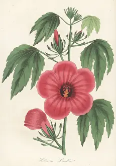 Volume 1: Mr. Lindley's hibiscus, Hibiscus lindlei