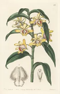 John Lindley: Mr Rucker's dendrobium, Dendrobium ruckeri