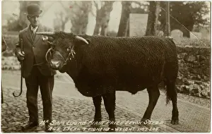 Apr16: Mr Sam Lock's First Prize-winning Devon Steer