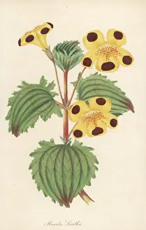 Volume 1: Mr. Smith's monkey flower, Erythranthe E' smithii