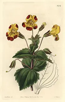 Mimulus: Mr Smith's monkey flower, Mimulus smithii