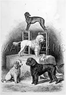 Waltons: Mr Walton's performing dogs