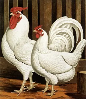 Hens: Mrs. Fairhurst's Pair of White Dorkings