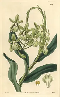 Epidendrum: Mrs Harrison's epidendrum orchid, Epidendrum harrisoniae