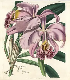 Cattleya: Mrs Moss superb cattleya or easter orchid, Cattleya mossiae