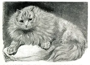 Wain: Mrs Pattison's Red Tabby and White cat Chicot