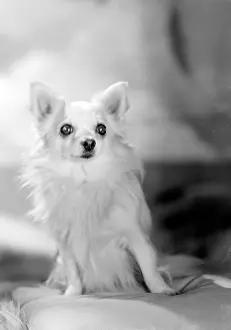 Petras: Mrs Petra's dog
