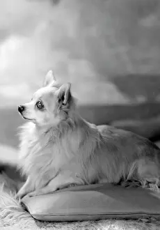 Petras: Mrs Petra's dog