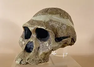 Cradle: Mrs. Ples skull